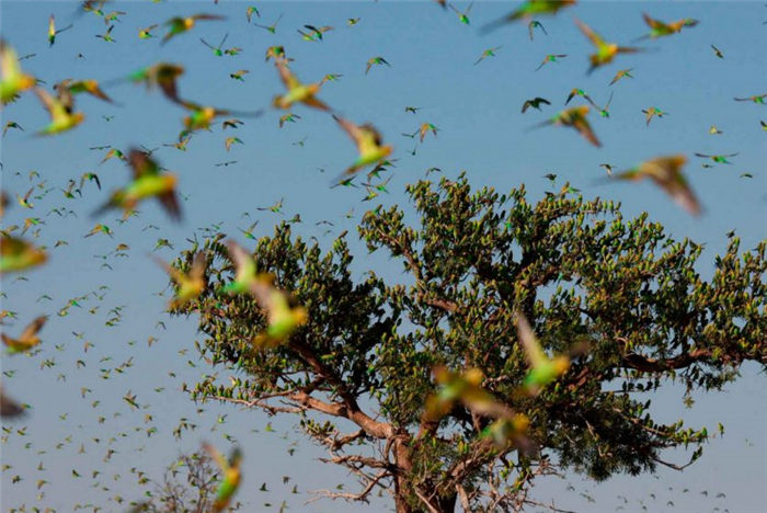 Волнистые попугаи в дикой природе