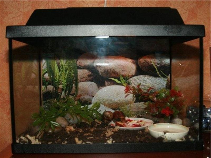 аквариум для улиток ахатин грунт
