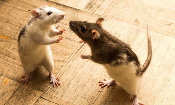 Крысы дерутся между собой