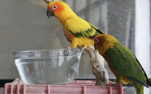 Воода для питья попугаев