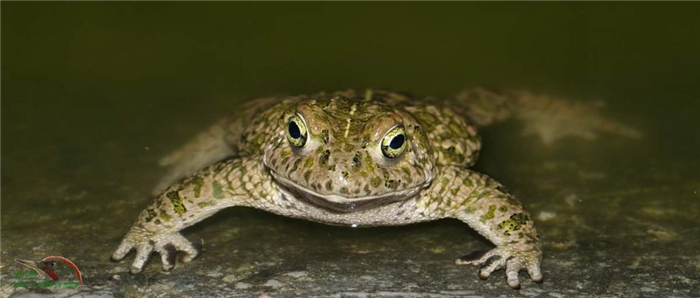 Камышовая жаба (Bufo calamita).
