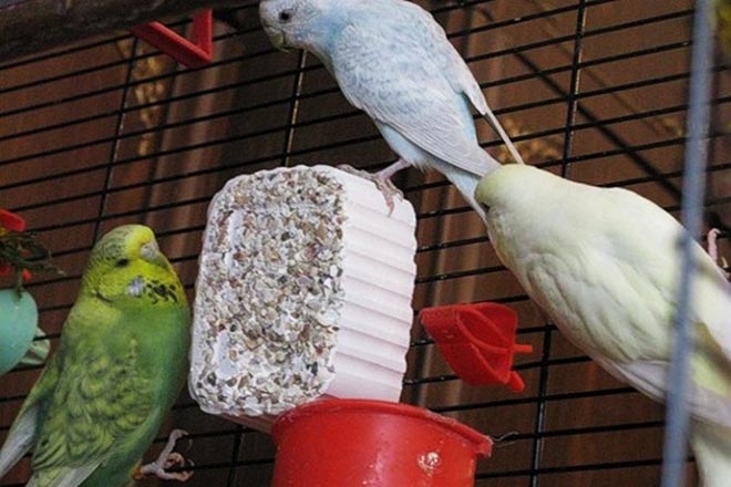 Минеральные добавки для попугая