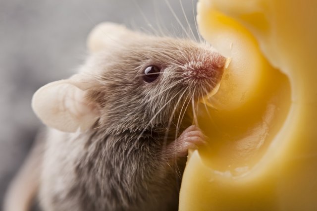 Какие болезни переносят мыши и крысы