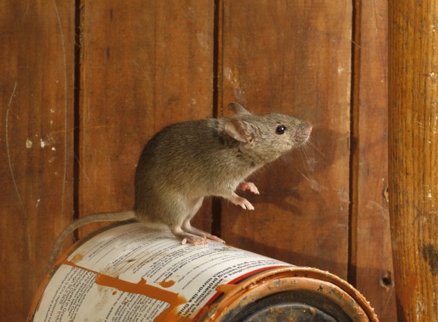 Какие болезни переносят мыши и крысы 