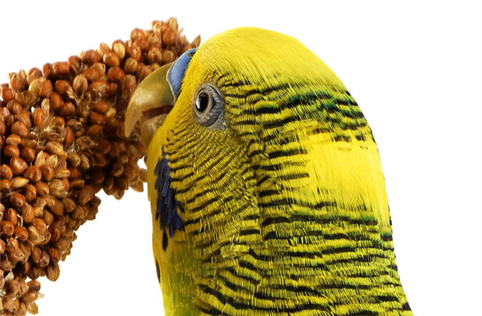 Можно ли кормить попугая пшеном