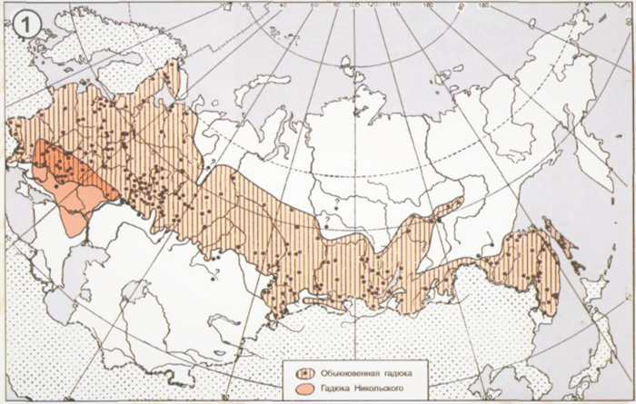 Ареал обитания гадюки обыкновенной на территории России