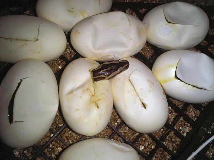 Как рожают змеи свое потомство? Все ли виды откладывают яйца?