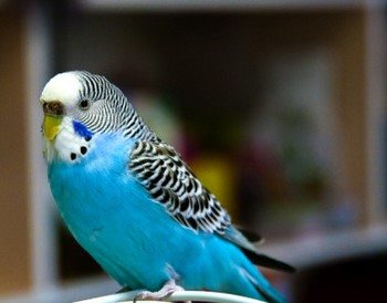 Голубой волнистый попугай в квартире