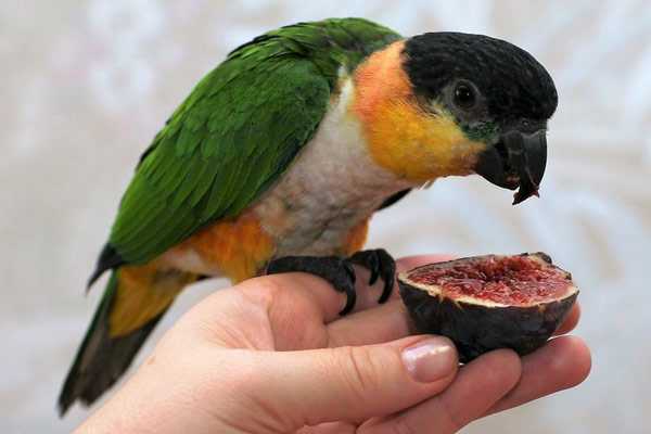 попугаи каики любят фрукты