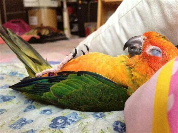 Почему попугай спит целый день