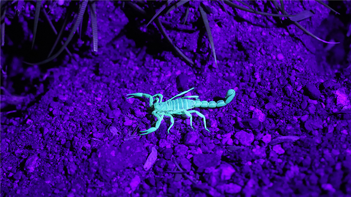 скорпион в ультрафиолете
