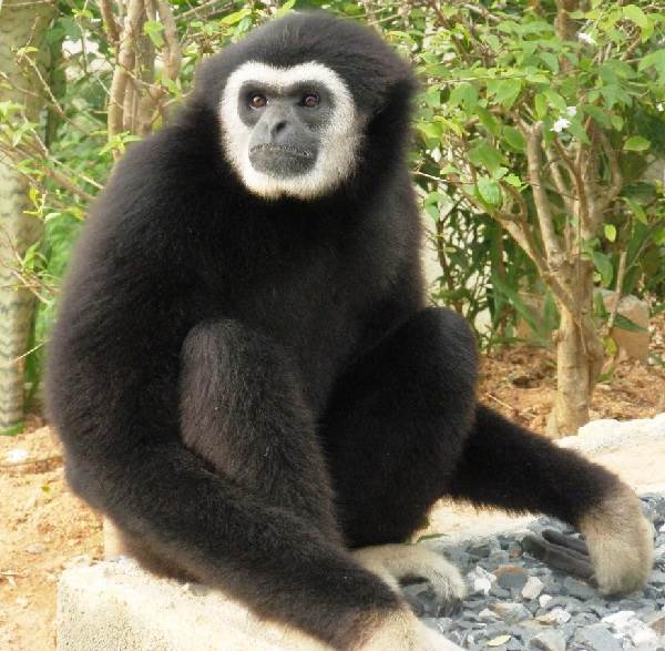Виды-обезьян-их-особенности-описание-и-названия-12