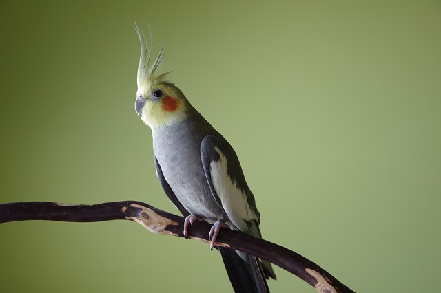 Домашний попугай корелла