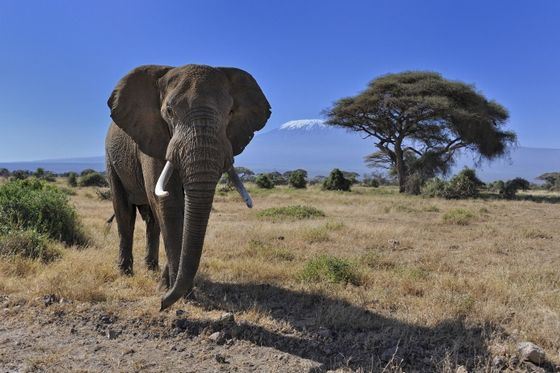 Африканский слон - обладатель самых больший ушей на планете