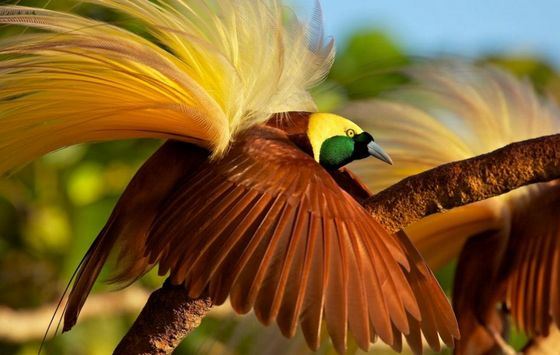 Роскошных хвост большой райской птицы
