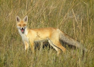 Степная лисица - хищное млекопитающее рода лисиц
