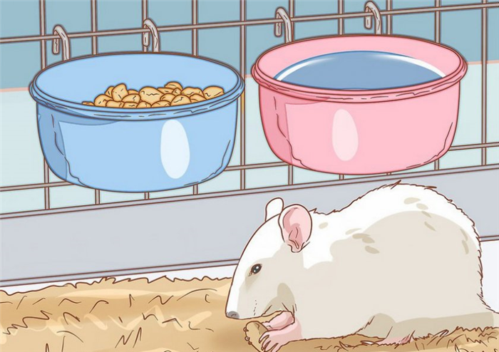 Питание крысы