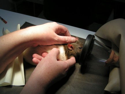 Кастрация и стерилизация крыс самцов и самок