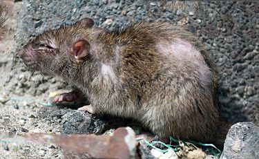 Люди боятся крыс из-за их страшного вида
