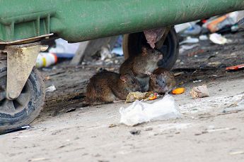 Обитая на мусорках крысы переносят заболевания