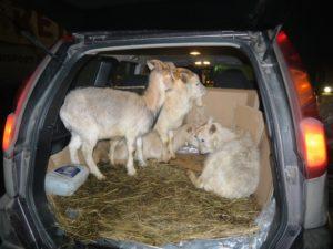 Способы перевозки коз в легковом автомобиле и возможные проблемы