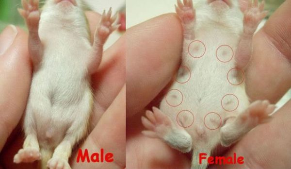 Как определить пол крысят