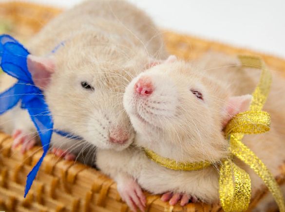 Как определить пол домашней крысы?