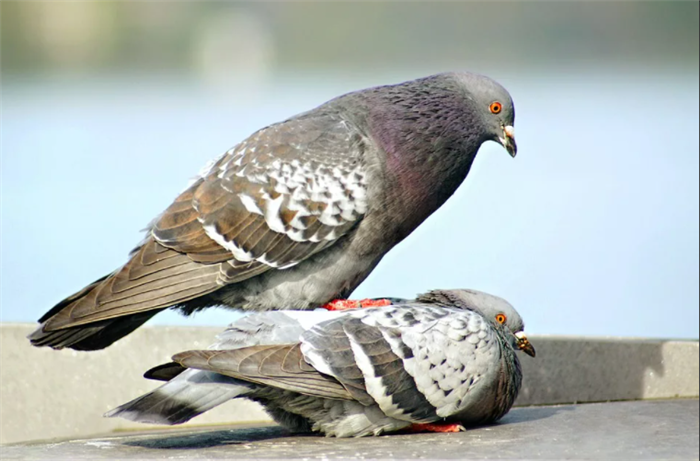 Размножение голубей