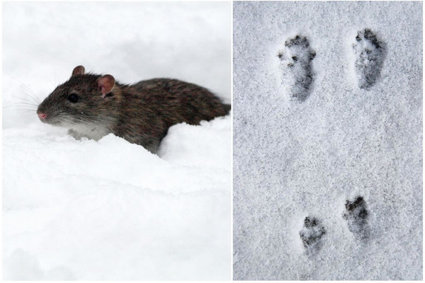 Если снега немного, крысины отпечатки будут безхвостыми