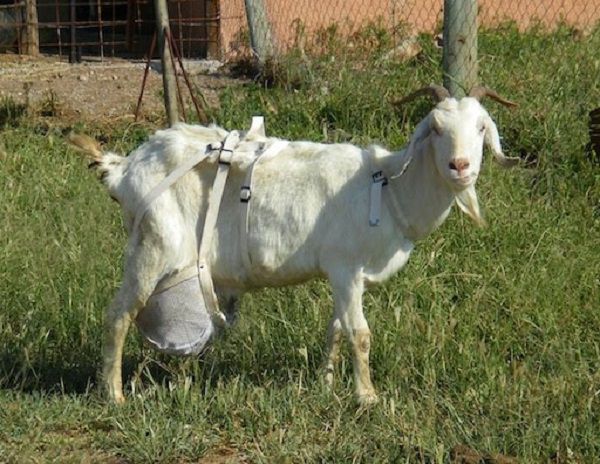 Лифчик для козы, сделанный по аналогии с человеческим бюстгальтером
