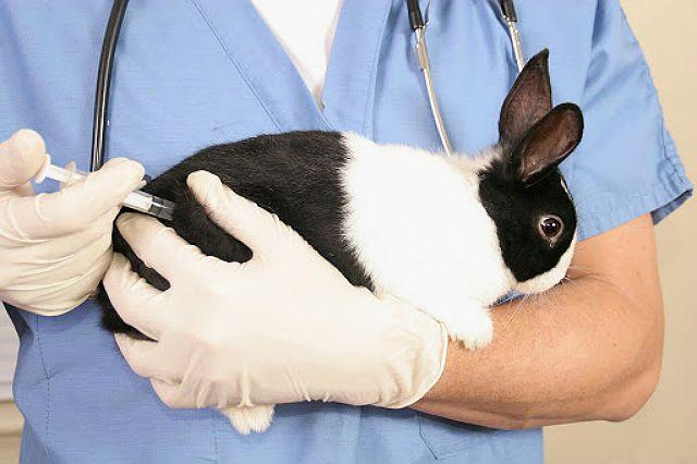 Стерилизация кролика - обезболивание