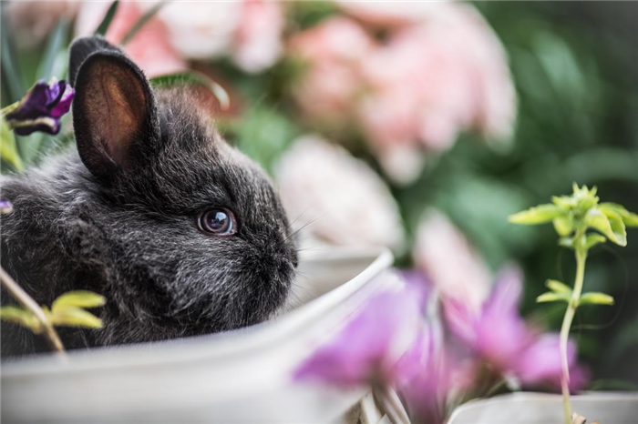 почему линяют карликовые кролики