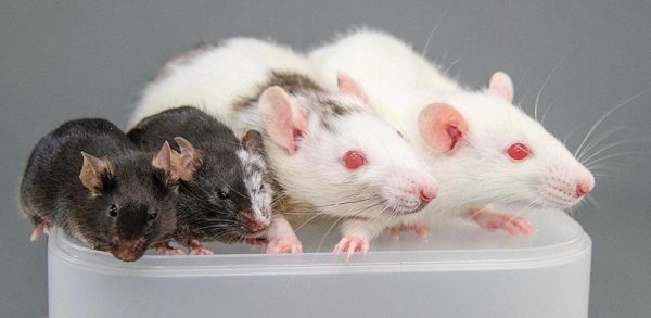 Чем отличается мышь от крысы (фото) - сравнительная таблица