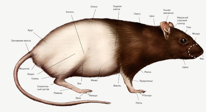 Схема строения крысы