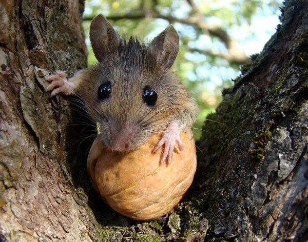 Рацион питания лесной мыши