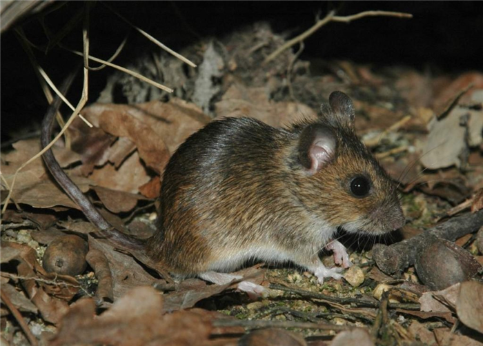 Лесные мыши являются носителями возбудителей клещевого энцефалита, бруцеллеза, туляремии, сибирской язвы и других болезней.