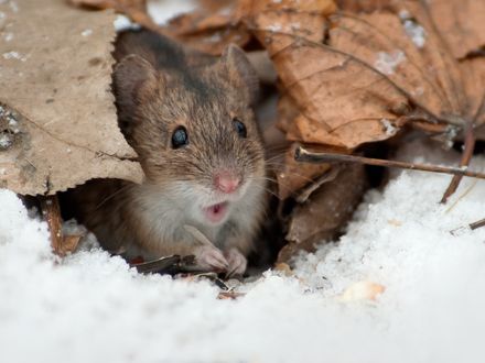 Как зимуют мыши и что они делают зимой, впадают ли в спячку?