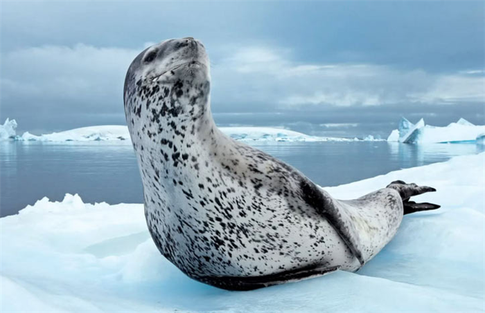 Морской леопард — хищное млекопитающее, относящееся к семейству настоящих тюленей.