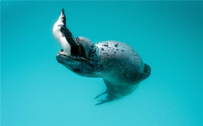 Морские леопарды - главные враги пингвинов.
