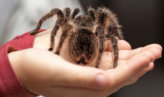 огромный паук на руке