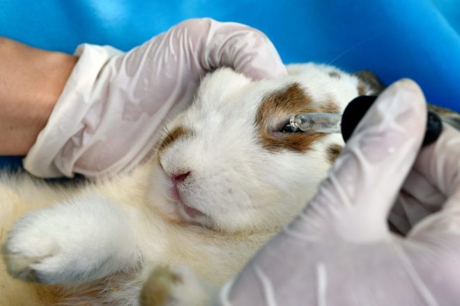 Лечение глаз у кролика