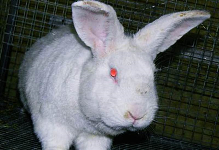 Белые кролики с красными глазами - Паннон