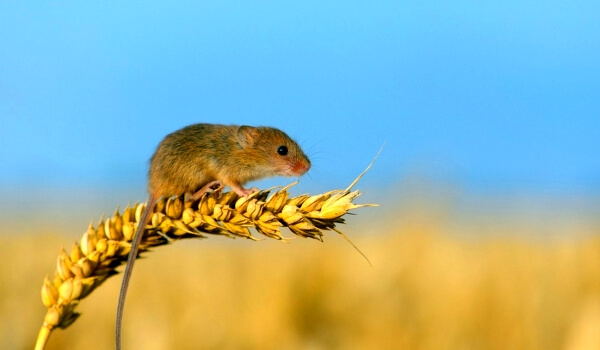 Полевая мышь, почему рыжая, чем отличается от домашней, сколько живут, как избавиться на даче?