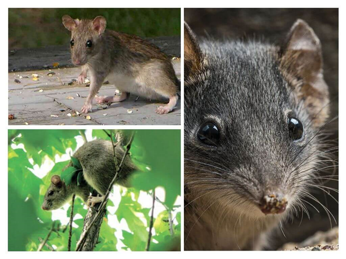 Хотя у мангуста есть некие общие черты с крысой, перепутать этих животных сложно.