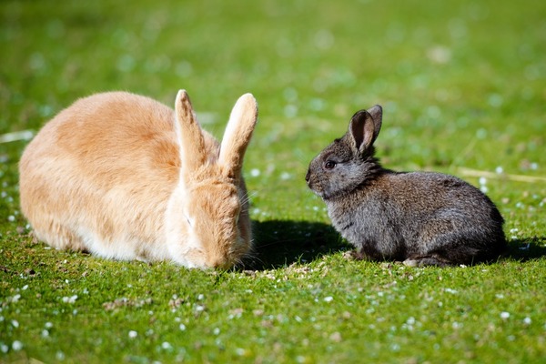 Крольчиха не хочет кроля