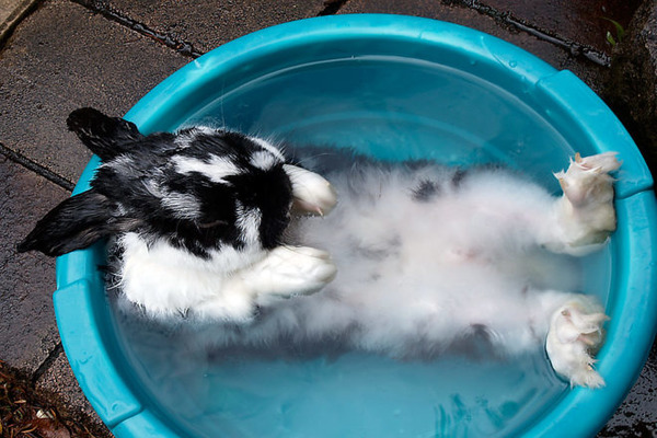 Кролик избегает жары