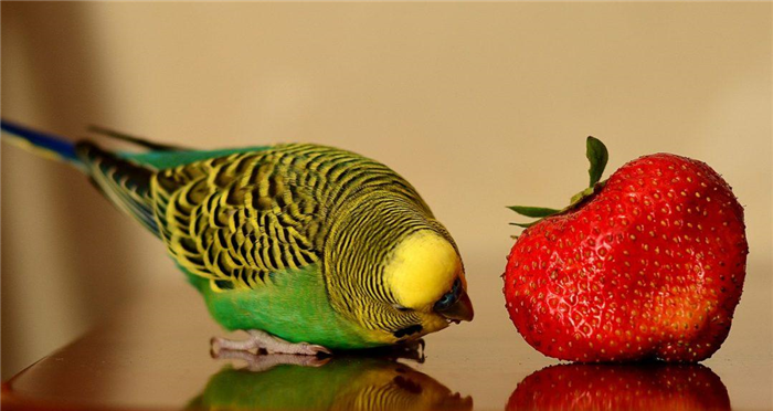 Натуральная еда для волнистого попугая