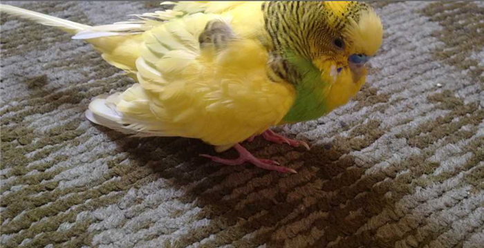 воспаление зоба у волнистых попугаев лечение