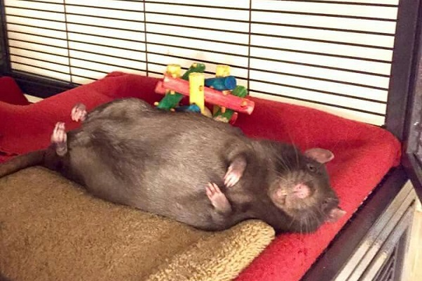Крыса спит