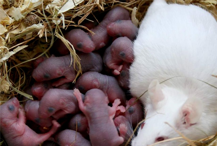 Роды у крыс